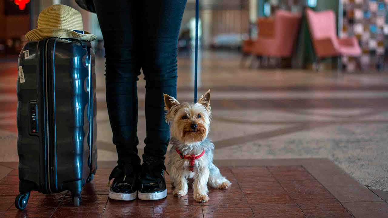 Em Olhão, no Real Marina Residence os animais passam a ser bem-vindos, com brinquedos, áreas de lazer dedicadas e sugestões de passeios.