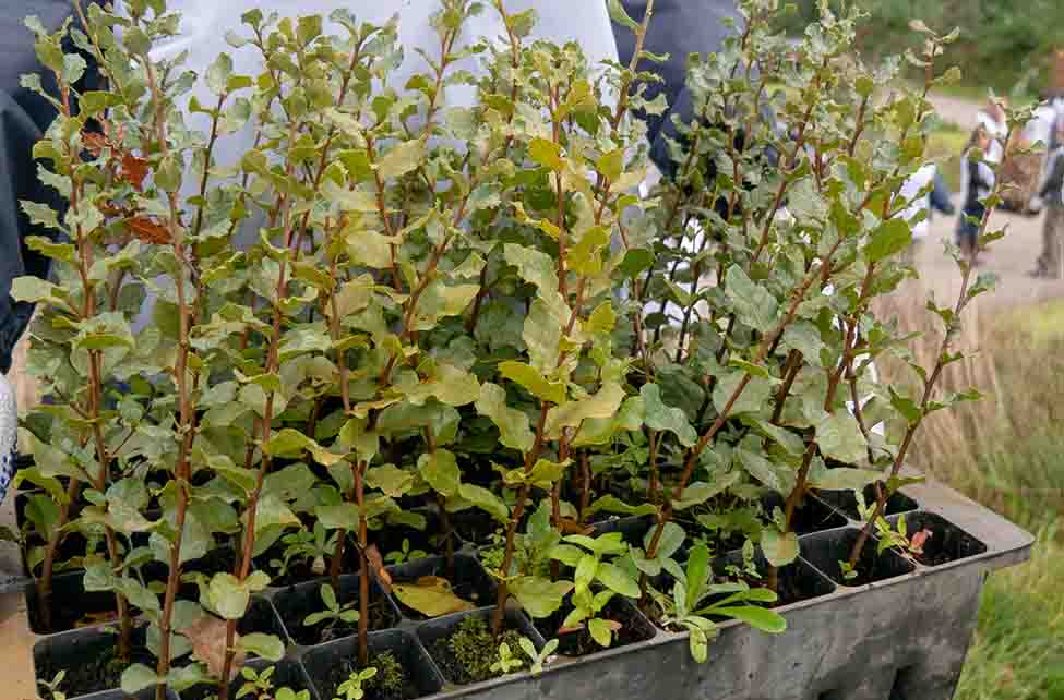 Mais de 125 mil árvores autóctones vão ser plantadas na quinta edição do «Renature Monchique», no dia 23 de novembro.