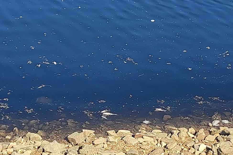 O PAN do Algarve, alertou hoje as autoridades para investigarem elevada mortandade na Ria Formosa junto à Manta Rota.