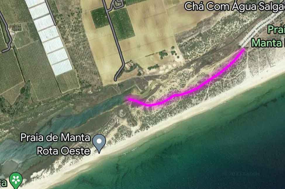 O PAN do Algarve, alertou hoje as autoridades para investigarem elevada mortandade na Ria Formosa junto à Manta Rota.