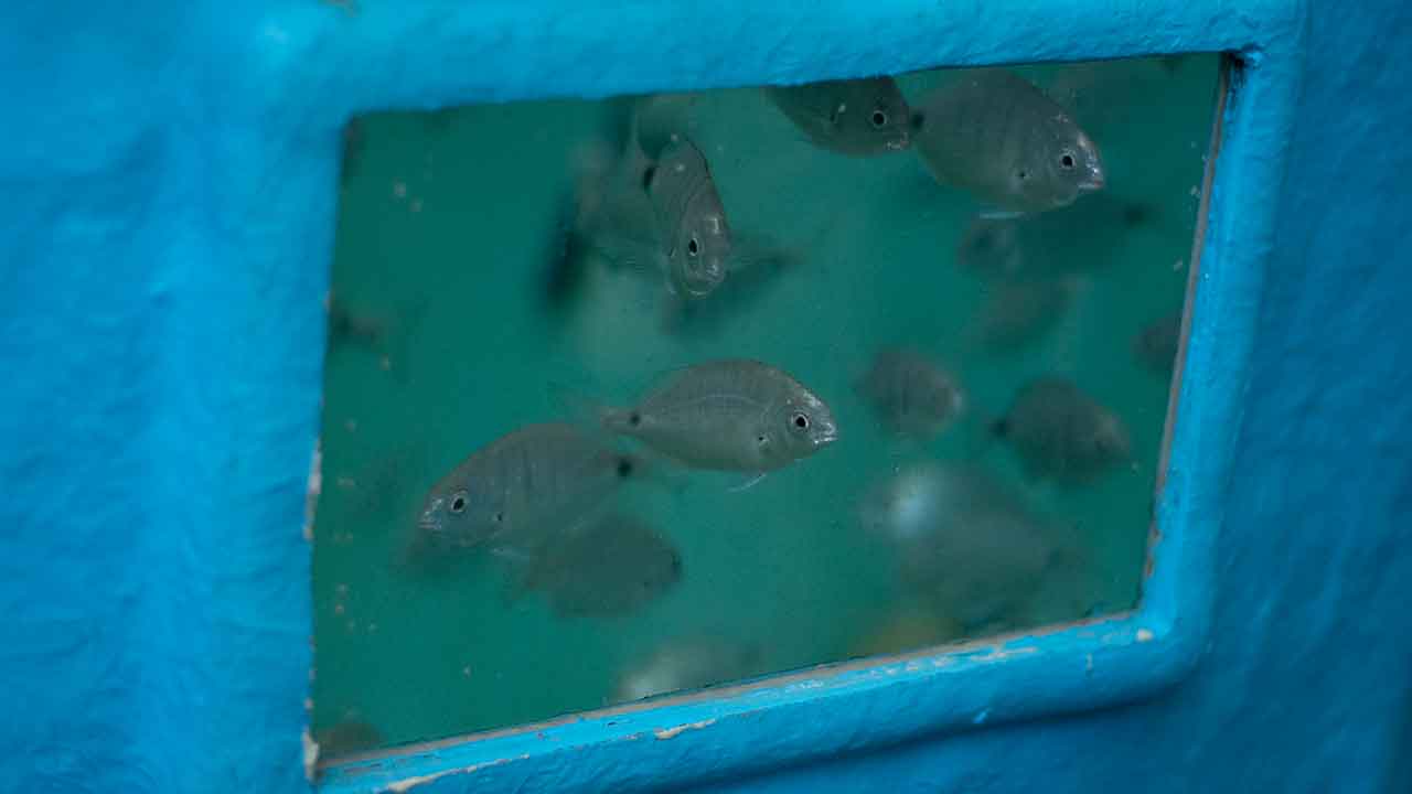 S2AQUAcoLAB