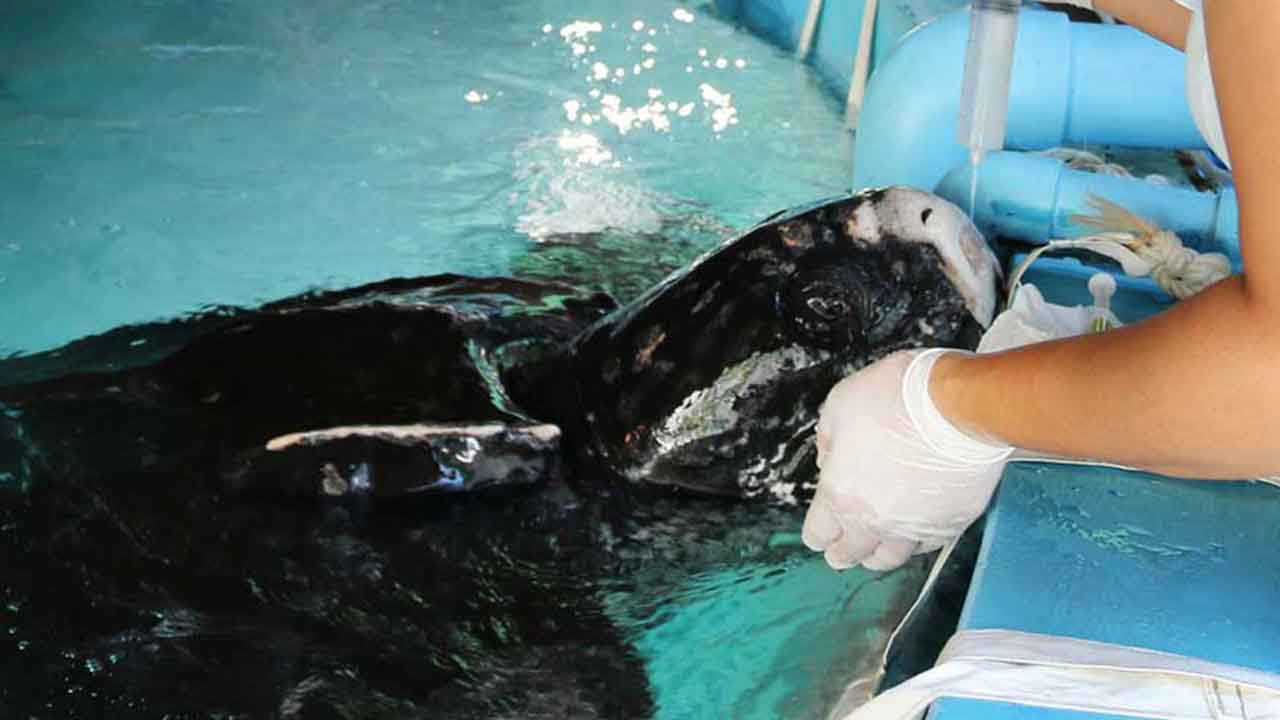 Será no dia 23 de outubro, que duas tartarugas marinhas farão a viagem de regresso a casa, após vários meses de reabilitação.