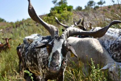 A aldeia do Azinhal volta a receber o evento Terra de Maio para promover a Cabra de Raça Algarvia e os saberes e sabores a ela associados.