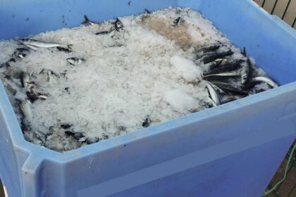 GNR apreende 287 quilos de pescado por fuga à lota em Quarteira
