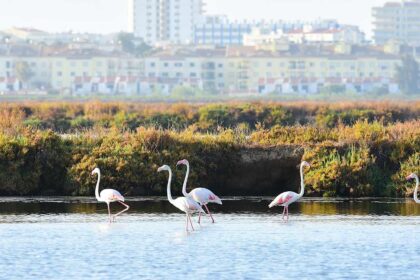 Associação ambientalista ZERO considera que a instalação de culturas intensivas de abacateiro na Reserva Natural do Sapal de Castro Marim e Vila Real de Santo António (VRSA) é incompatível com o Plano de Ordenamento (PO) daquela área protegida.