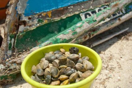 Centro de Ciências do Mar (CCMAR) apresenta resultados do projeto DEPURATOX - Descontaminação de moluscos bivalves, em Olhão.