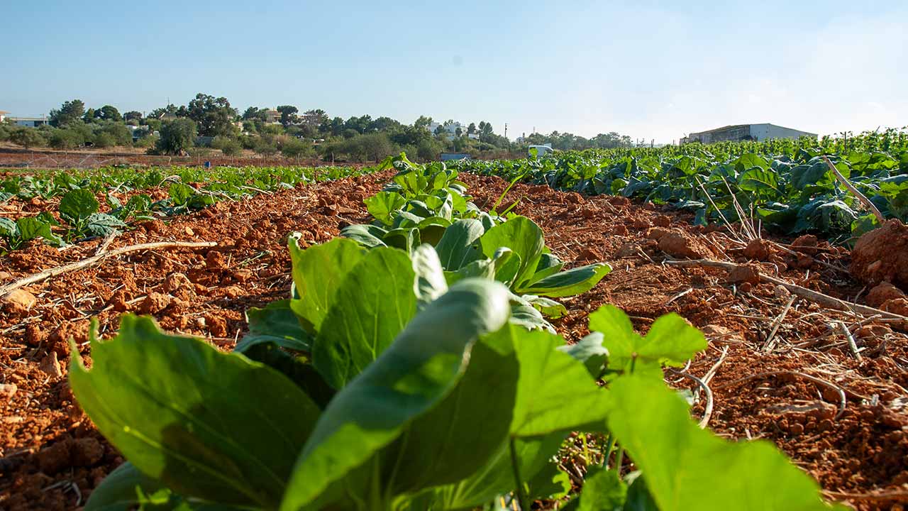 A agricultura do Algarve precisará de apoios de 100 milhões de euros a manter-se o cenário atual e os cortes previstos no abastecimento de água.