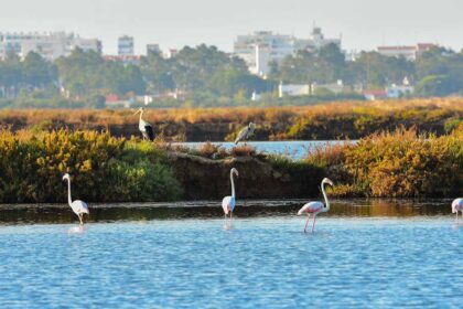A Comissão de Cogestão da Reserva Natural do Sapal de Castro Marim e Vila Real de Santo António (VRSA) vai celebrar o Dia Mundial das Zonas Húmidas, a 2 de fevereiro.
