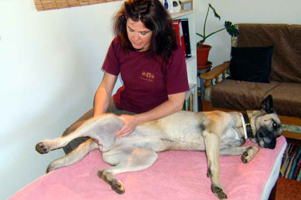 O curso «Fisioterapia para animais: fundamentos, efeitos e possibilidades», decorre na Woofland by Iron Dog.