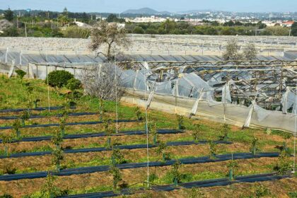 O Algarve destaca-se não só como um destino turístico de renome mas também como um epicentro de práticas agrícolas que ilustram uma perfeita simbiose entre herança ancestral e inovação tecnológica.