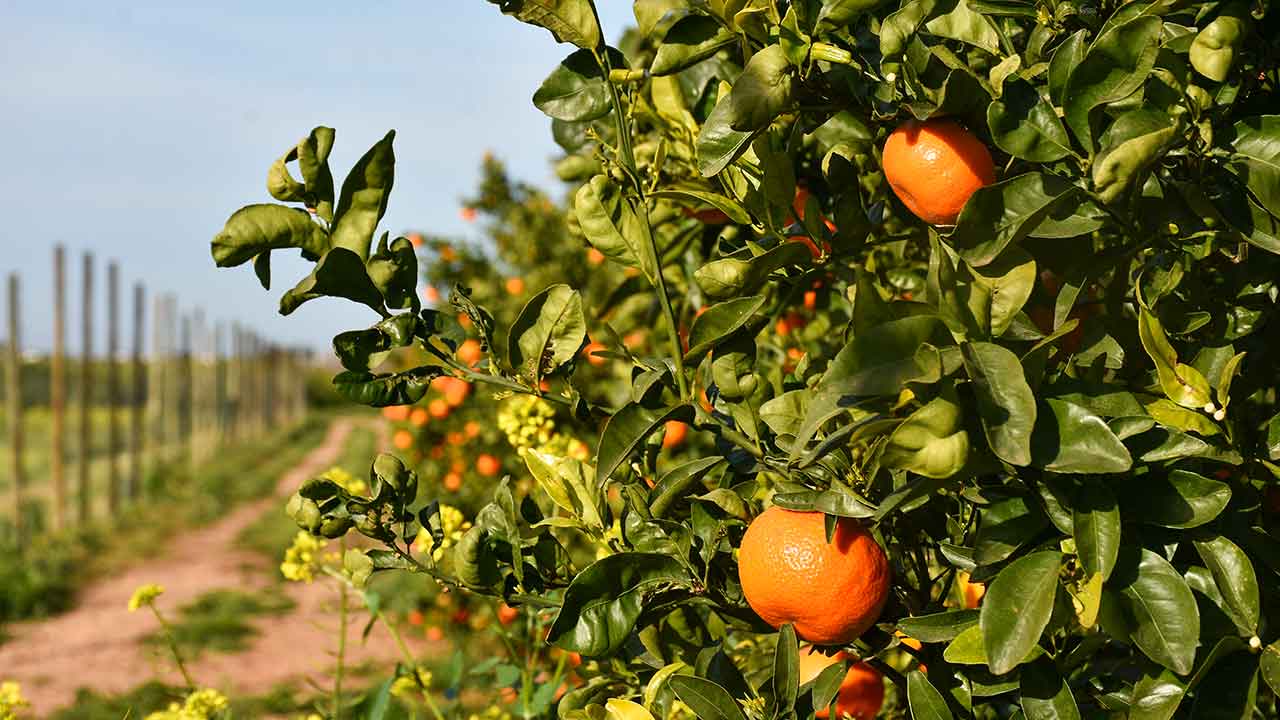 O Algarve destaca-se não só como um destino turístico de renome mas também como um epicentro de práticas agrícolas que ilustram uma perfeita simbiose entre herança ancestral e inovação tecnológica.