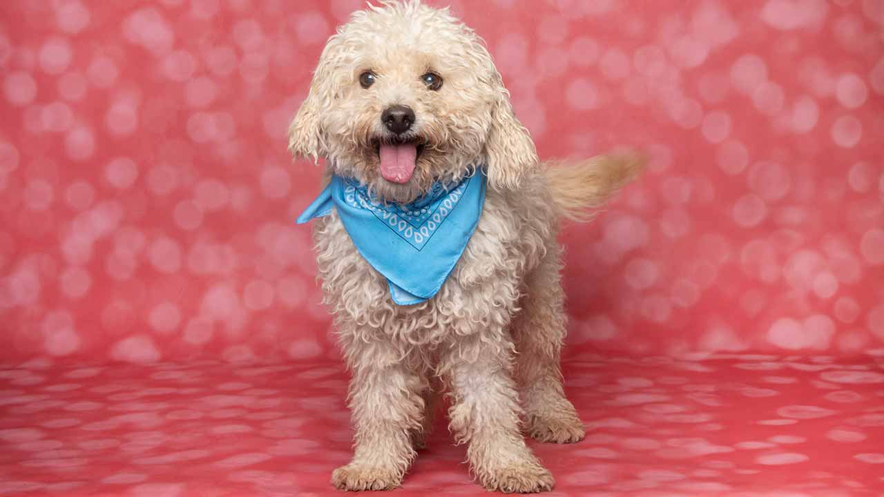 O AlgarveShopping vai promover uma campanha de adoção no próximo domingo, com seis cães disponíveis à procura de uma família para toda a vida, numa parceria com a Animal Rescue Algarve (ARA).