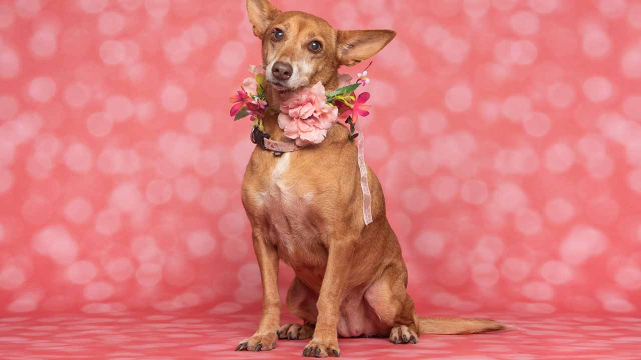O AlgarveShopping vai promover uma campanha de adoção no próximo domingo, com seis cães disponíveis à procura de uma família para toda a vida, numa parceria com a Animal Rescue Algarve (ARA).
