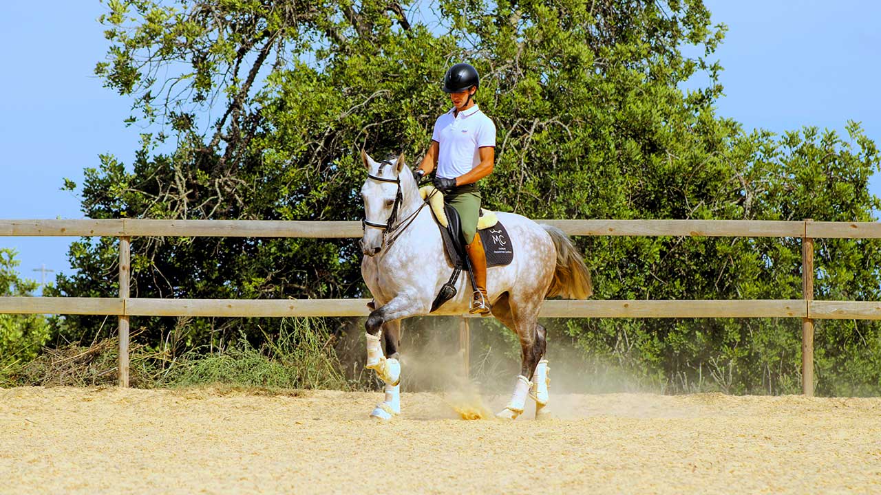 Em Albufeira, a Coudelaria Mascarenhas Cardoso cria e treina cavalos Lusitanos para se tornarem campeões de dressage.