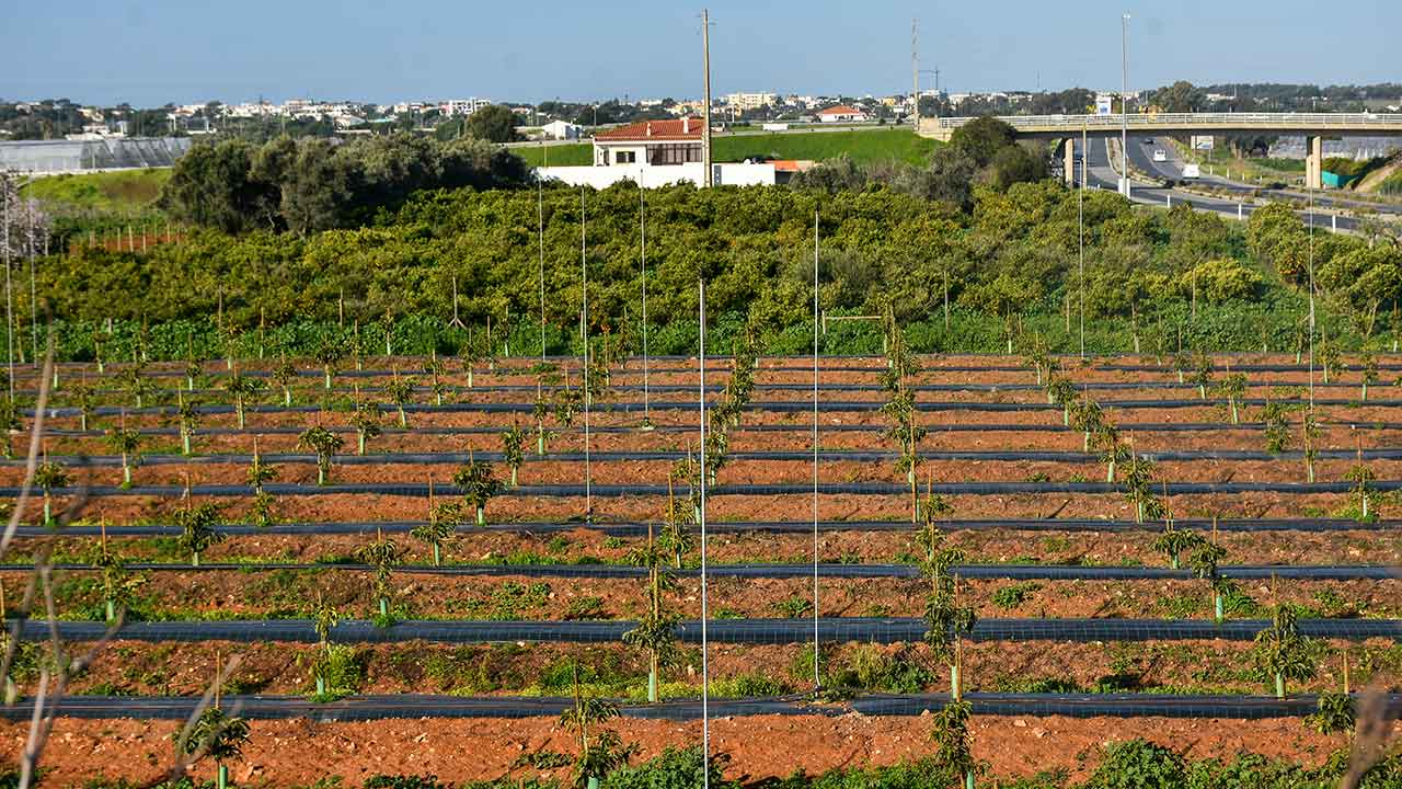 Agricultura e golfe no Algarve gastaram, no total, menos 90.000 metros cúbicos de água em fevereiro em relação ao mesmo mês de 2023.