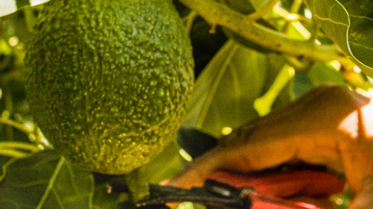 Tecnologia permite fazer uma gestão mais rigorosa da água em tempos de seca, segundo demonstra uma exploração de abacates no Algarve.