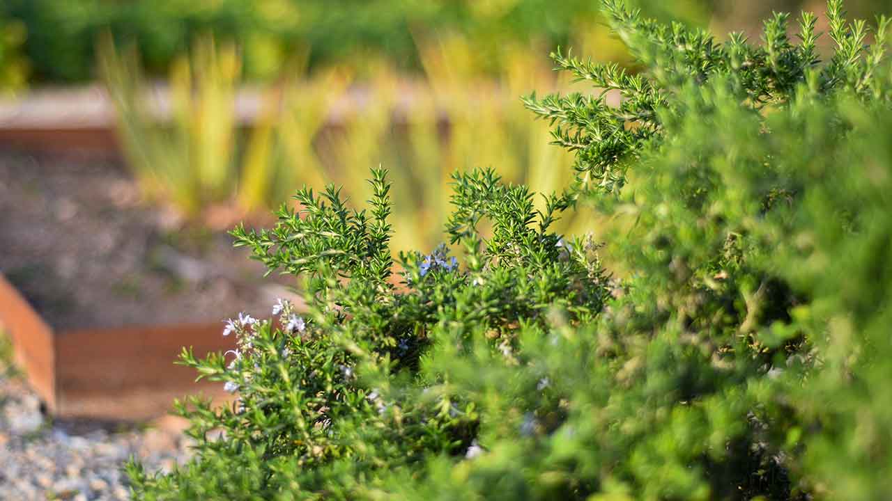 No âmbito das comemorações da Semana da Água e das Florestas, o município de Loulé está a realizar várias iniciativas de carácter ambiental.