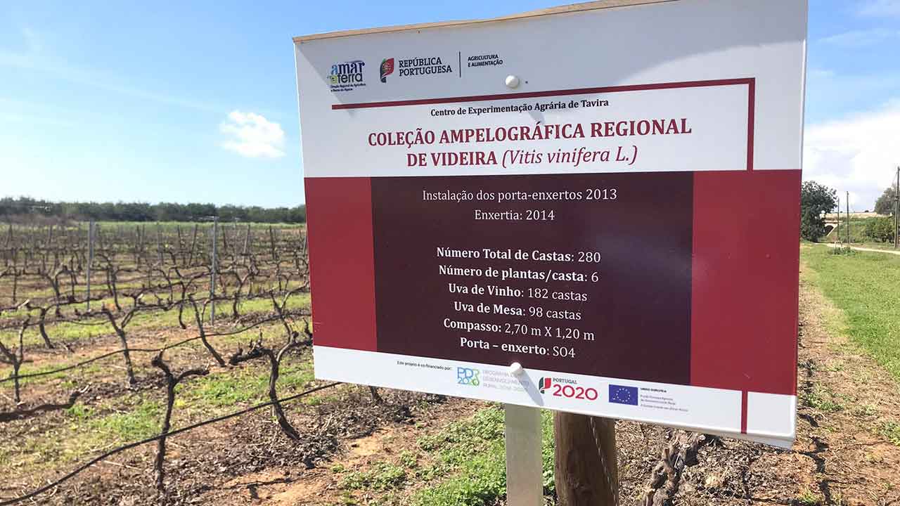 O Plano de Mobilidade Sustentável da Cidade de Tavira (PMSCT), encomendado pela autarquia, propõe destruir o Jardim da Corredoura para dar lugar a parque de estacionamento. Recupera a intenção de fazer uma estrada em pleno Centro de Experimentação Agrária de Tavira (CEAT).