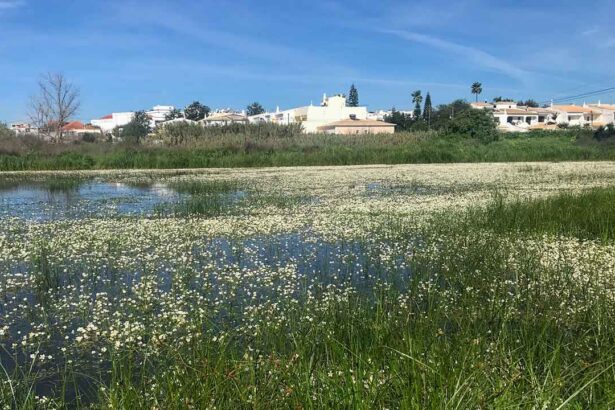O futuro das Alagoas Brancas vai ser discutido numa sessão participativa aberta à comunidade, no sábado, dia 20 de abril, às 10 horas, no Auditório do Convento de São José, em Lagoa.