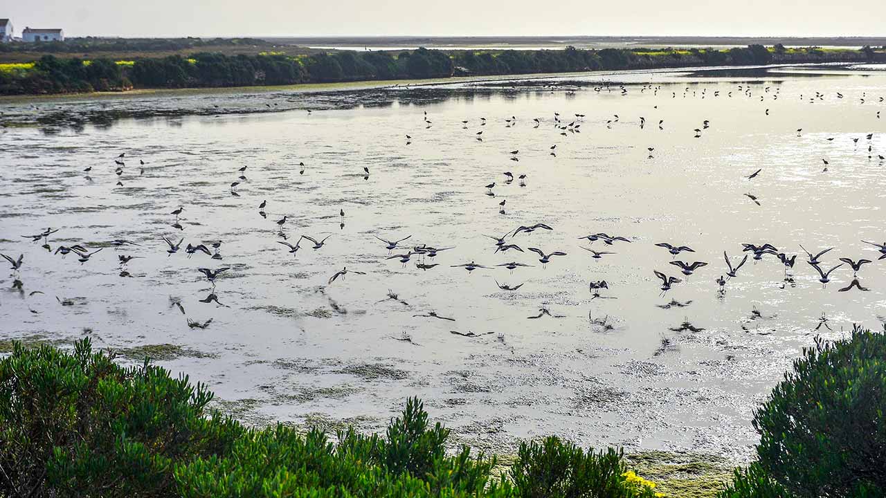 Estão em consulta pública, em simultâneo, os nove Planos de Gestão das Zonas Especiais de Conservação (ZEC) do Algarve. Cláudia Sil considera que são «vagos» e com «estranhezas».