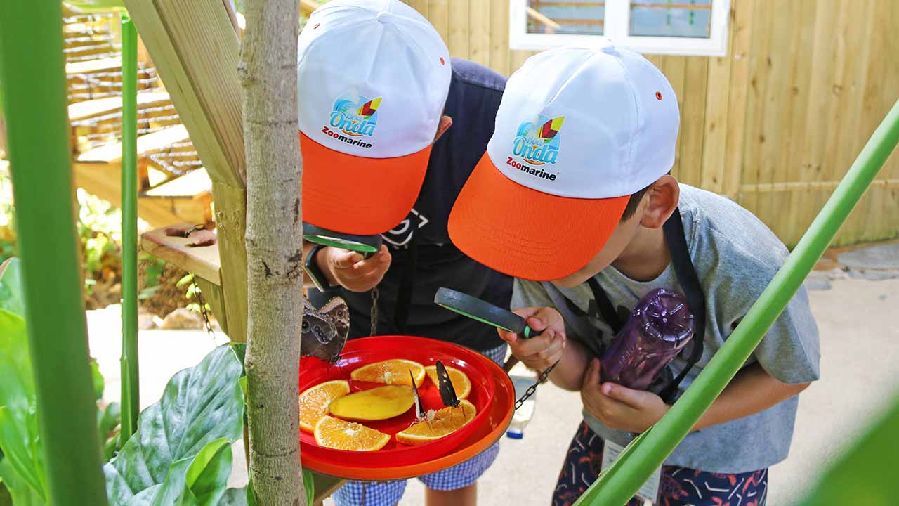 Já estão abertas as inscrições para os campos de férias do Zoomarine, destinados a crianças entre os seis e os 15 anos, num total de três programas à escolha, entre os dias 1 de julho e 6 de setembro.