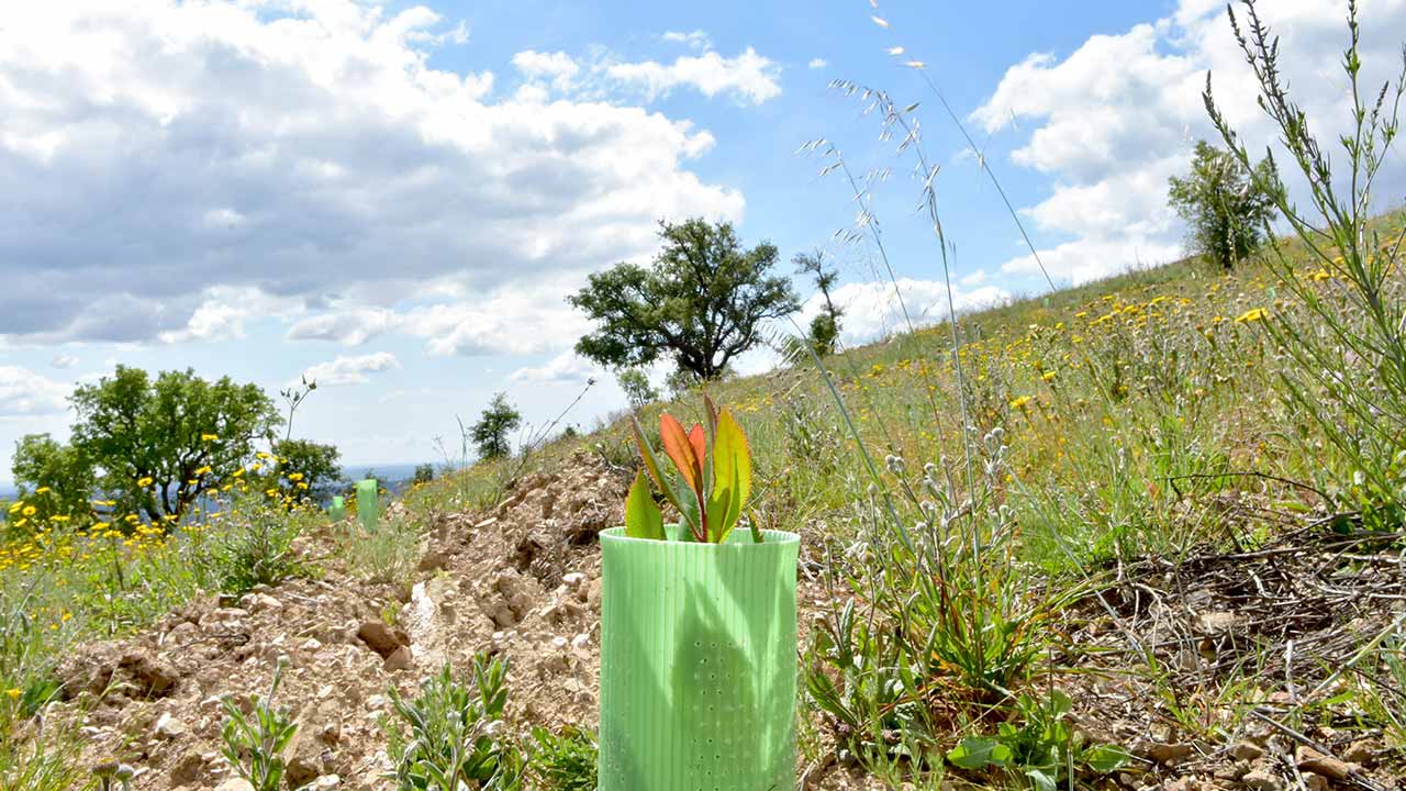 Está concluído o «Condomínio de Aldeia» do Malhão, onde foram plantadas 1900 árvores e arbustos, numa intervenção que totalizou 36 hectares com o objetivo de criar maior resiliência aos incêndios rurais.