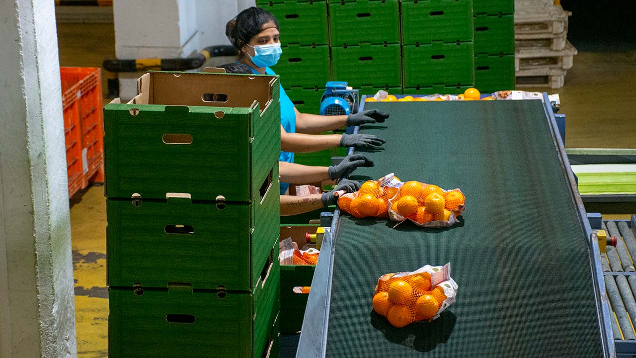 Em 2023 e, até ao momento, o Continente adquiriu mais de 14 mil toneladas de laranjas do Algarve através do Clube de Produtores Continente (CPC), informa hoje a cadeia de distribuição.