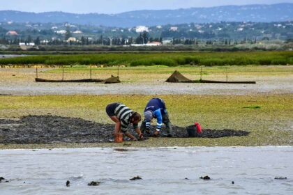 O Instituto da Conservação da Natureza e das Florestas (ICNF) promove a sétima edição da Semana da Ria Formosa, com o apoio de vários parceiros com atividades de educação ambiental.