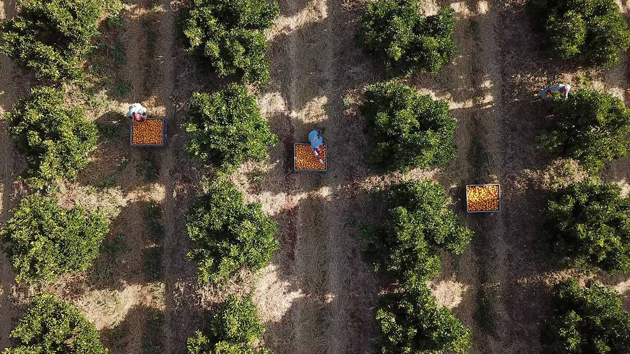 Os associados da AlgarOrange venderam mais de 42 milhões de quilos de citrinos nos primeiros seis meses da campanha, num aumento global de 4,5 por cento.