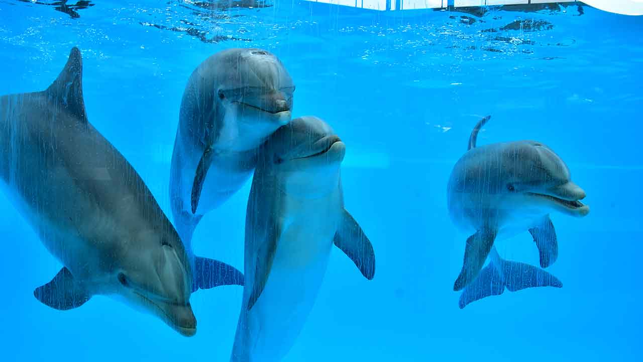 PAN pede o fim dos espetáculos com golfinhos e a transição dos animais que vivem em delfinários para santuários marinhos.