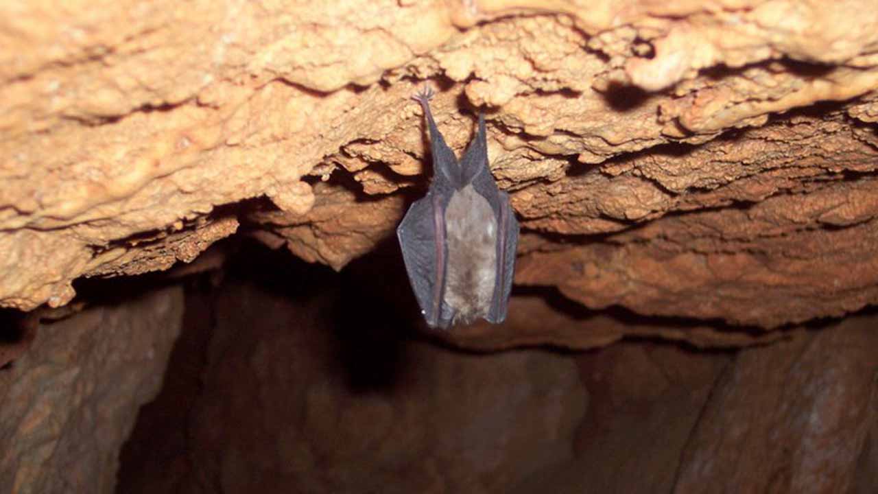 Durante três anos, a biodiversidade subterrânea da Gruta do Vale Telheiro vai ser estudada por cientistas, tornando-se a primeira investigação ecológica de longo prazo em grutas da Europa Ocidental.