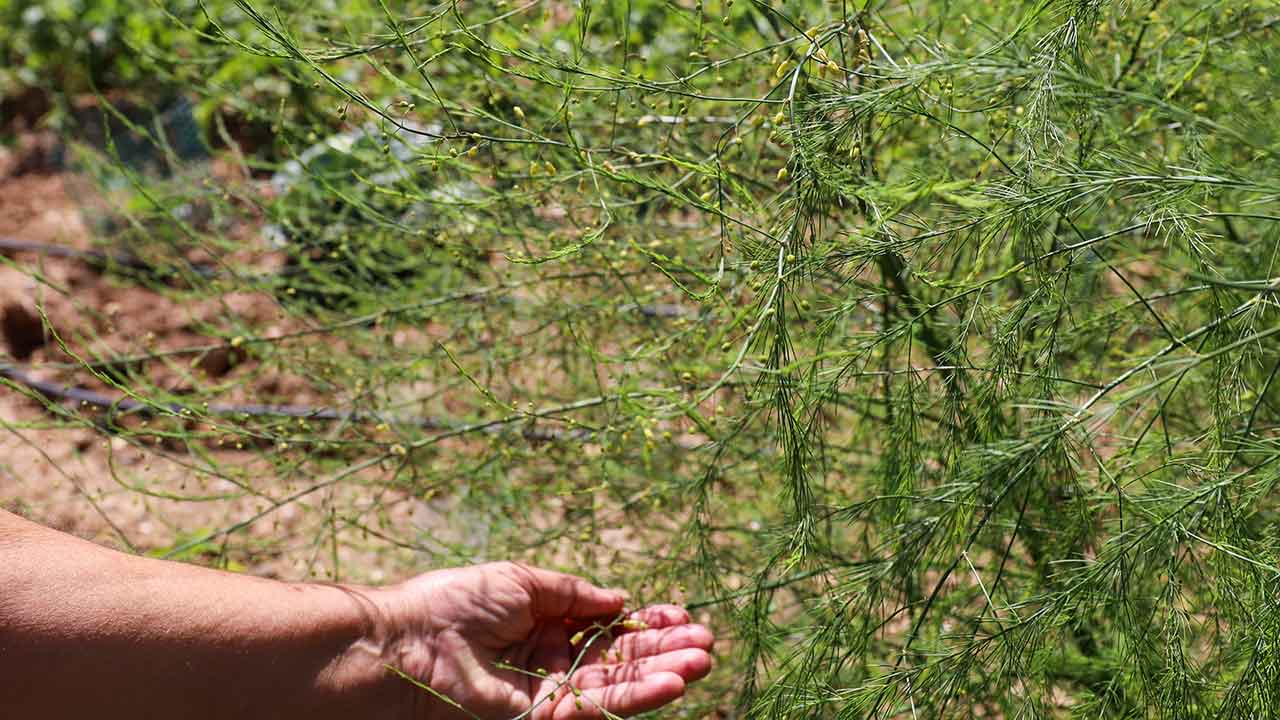 O oro de Sevilla é a flor perfumada das laranjeiras perfumando ruas e pracetas da cidade, escreve Paulo Penisga.