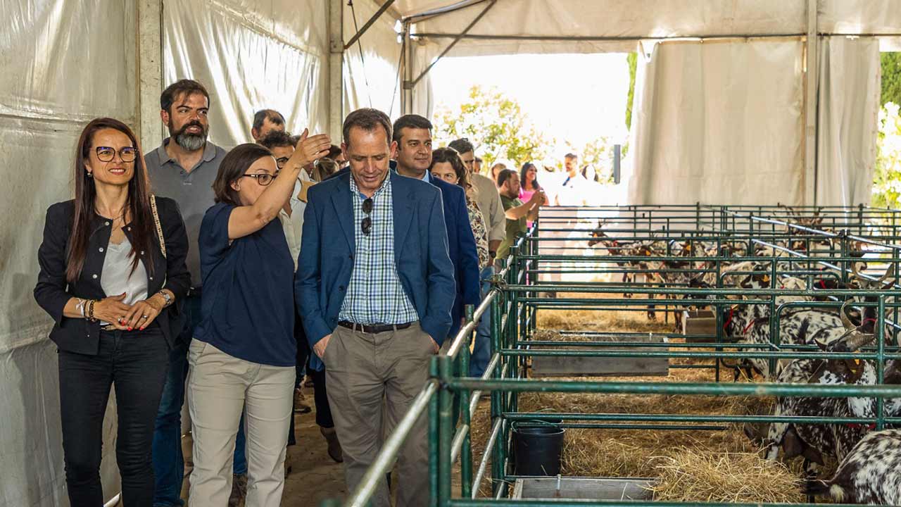 O Centro Multiusos do Azinhal voltou a ser o epicentro da Terra de Maio – Feira da Cabra, que promoveu os saberes e sabores da Cabra de Raça Algarvia, entre 24 a 26 de maio.