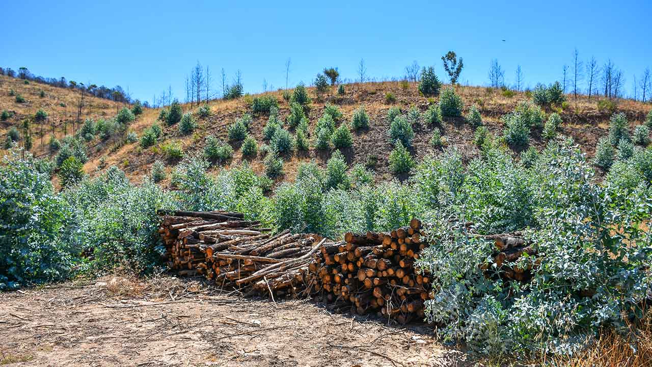 Os produtores e gestores florestais defenderam hoje a simplificação das normas e o reforço de verbas públicas para enfrentar os desafios e manter a economia e a sustentabilidade da floresta, reduzindo o risco de incêndios.