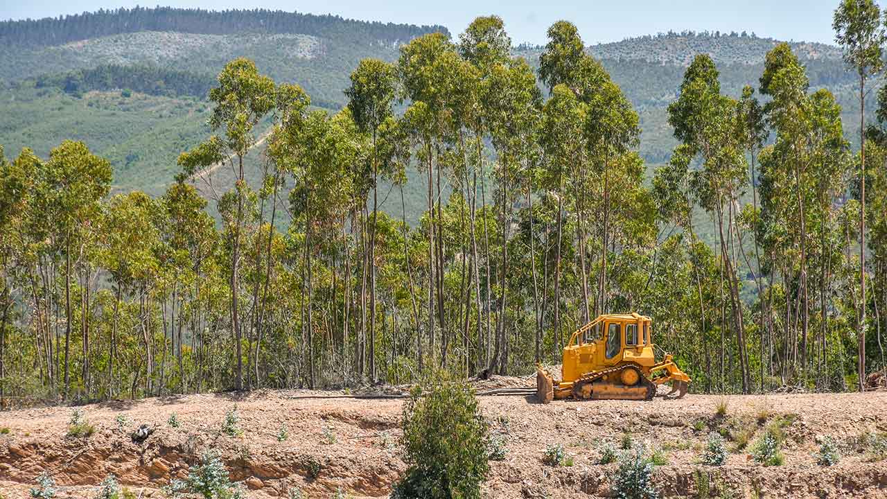 O seminário «Gestão da Floresta e da Paisagem do Algarve: Desafios para Produtores e Gestores Florestais» tem lugar quinta-feira, dia 13 de junho, nas Caldas de Monchique, no Hotel Monchique Resort & SPA.