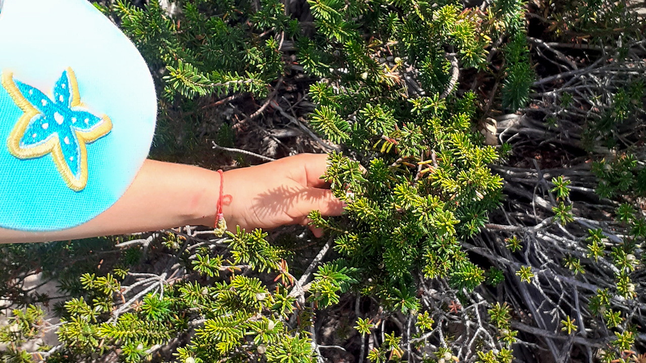 Alunos das escolas do Agrupamento de Vila do Bispo celebraram o Dia Mundial do Ambiente e a biodiversidade em Sagres, no âmbito do projeto Emc2.
