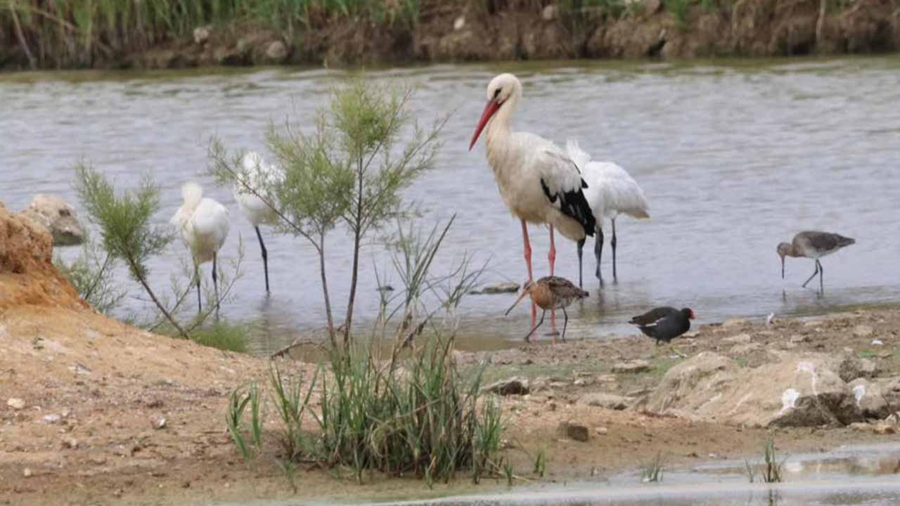 A petição pública «Salvar a Zona Húmida das Alagoas Brancas», que contou com mais de oito mil assinaturas, vai ser discutida na Assembleia da República.