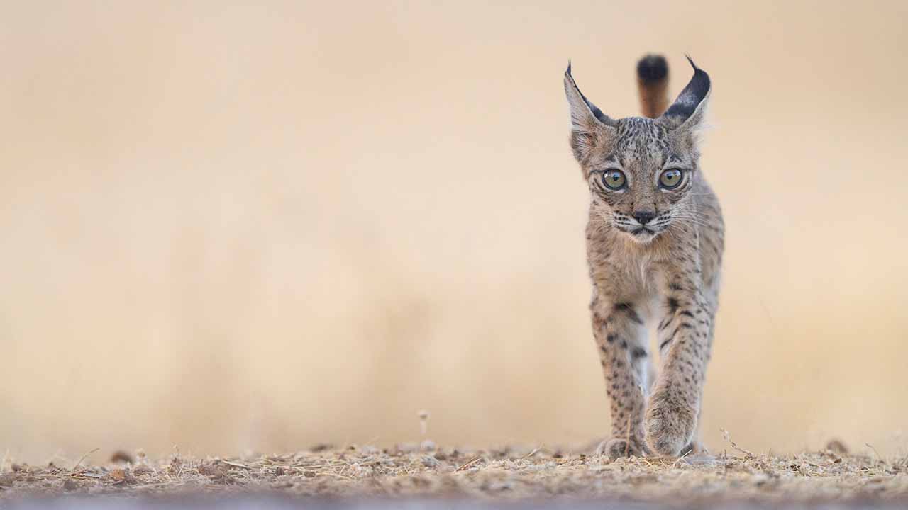 O lince-ibérico superou a barreira dos 2000 exemplares, com um crescimento de 21 por cento face aos últimos censos, sendo a primeira espécie a eliminar duas categorias da Lista Vermelha da IUCN em apenas 21 anos.