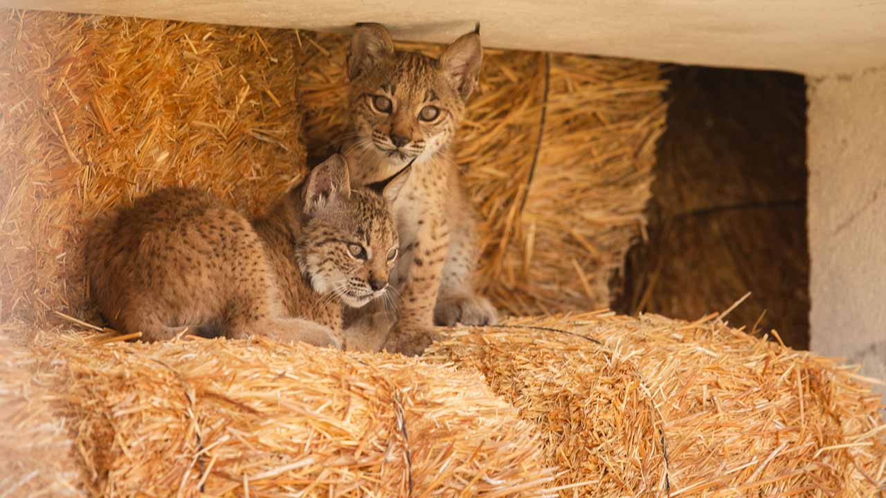 O lince-ibérico superou a barreira dos 2000 exemplares, com um crescimento de 21 por cento face aos últimos censos, sendo a primeira espécie a eliminar duas categorias da Lista Vermelha da IUCN em apenas 21 anos.