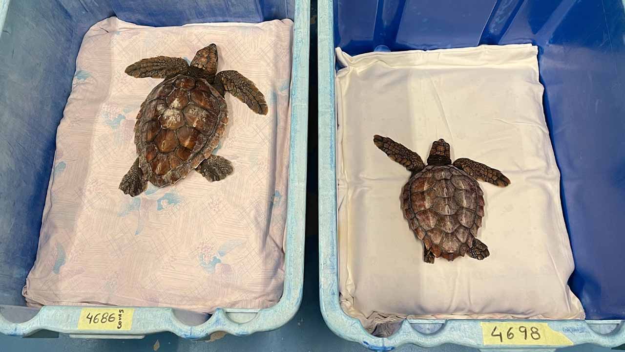 Desde 2020, deram entrada nos dois centros de reabilitação em Portugal 41 tartarugas marinhas, tendo sido devolvidas um total de 18 à natureza.