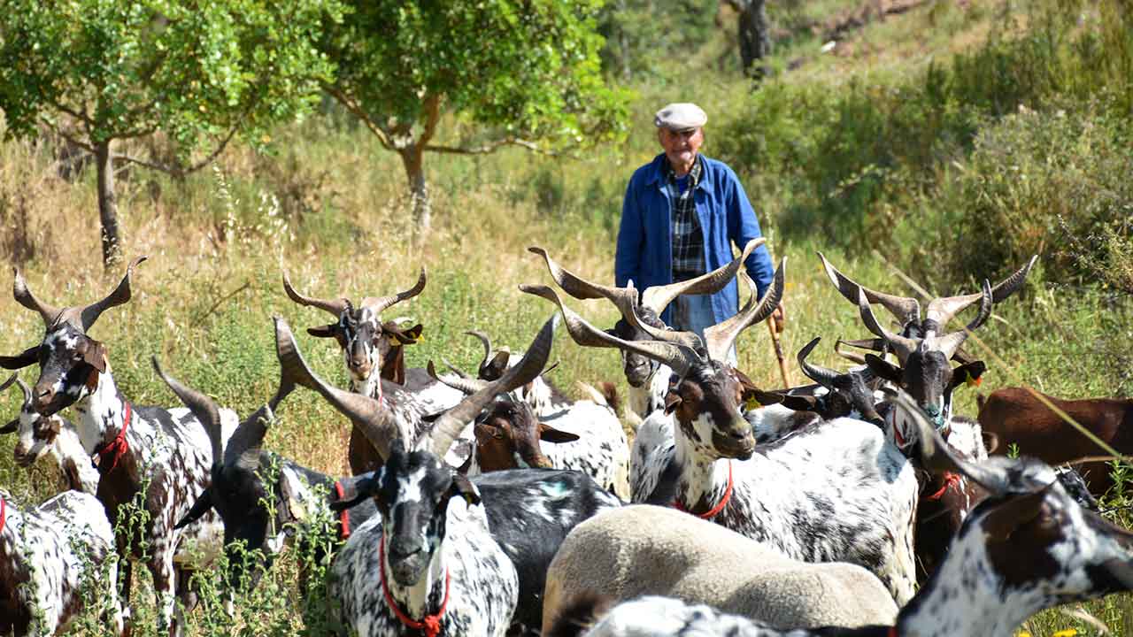 Os criadores de cabras do nordeste do Algarve encaram o futuro com mais otimismo, depois de as chuvas caídas este ano terem fomentado o crescimento de pastagens e feito cair preços de rações ou palha, segundo dois caprinicultores.