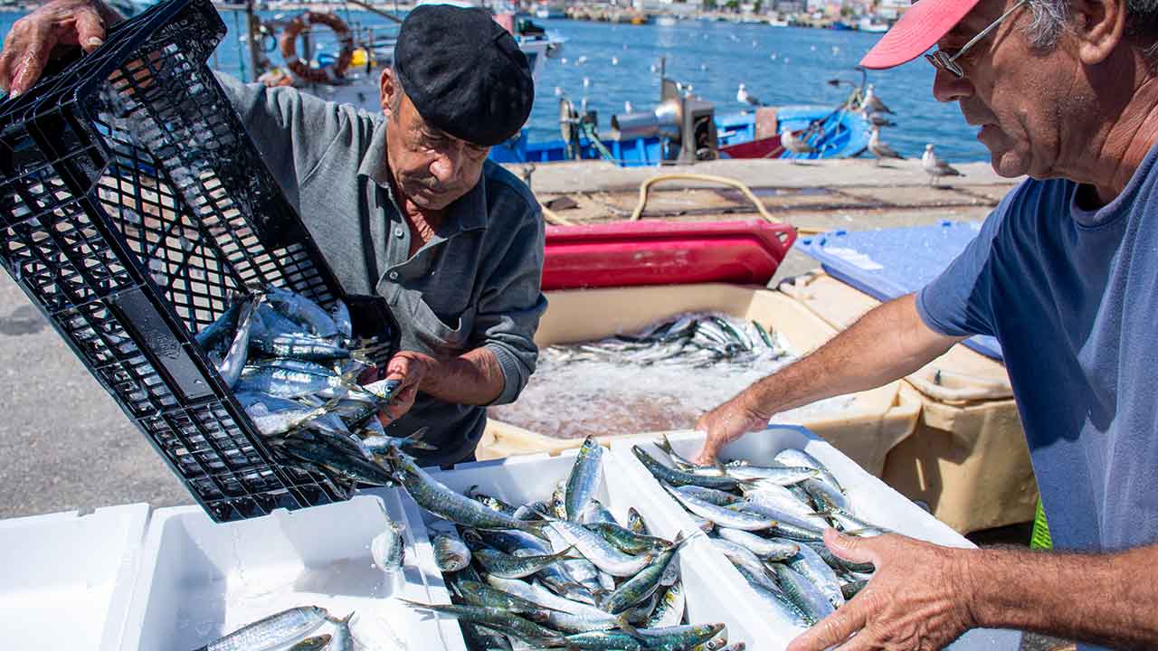 A Docapesca reconheceu hoje que a elevada procura de gelo no Algarve dificulta o abastecimento a alguns portos algarvios, garantindo que desde o início da safra da sardinha já adquiriu 299 toneladas de gelo para a região.