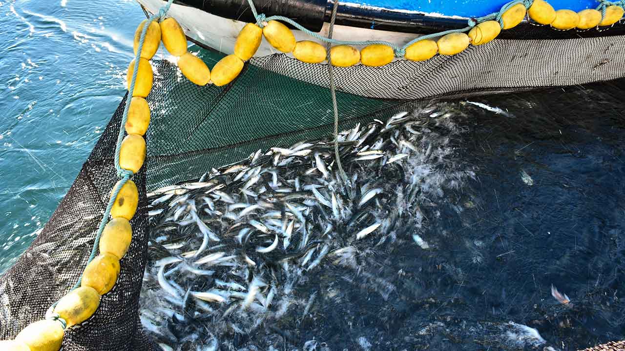 A falta de manutenção das máquinas de produção de gelo em alguns portos da Docapesca no Algarve, está a condicionar a atividade dos barcos da pesca do cerco, denunciaram hoje duas associações de armadores algarvias.