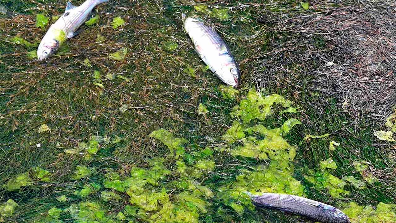 A APA referiu hoje que a causa da morte de peixes, maioritariamente tainhas, na ribeira de Alcantarilha, é a «carência hídrica extrema», manifestando «enorme preocupação».