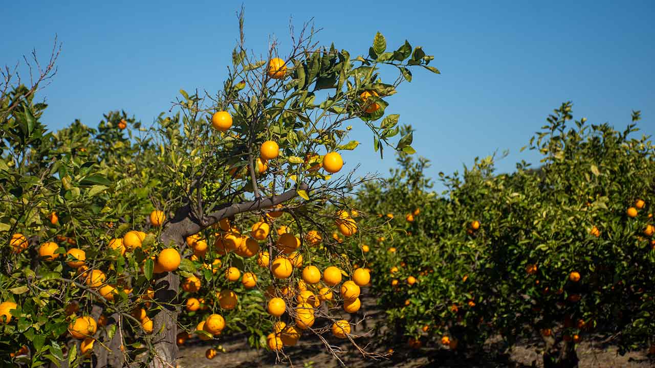 A «seca severa da primavera» prejudicou quase toda a produção agrícola, sendo a pior de sempre para todas as espécies cerealíferas, divulgou hoje o Instituto Nacional de Estatística (INE).