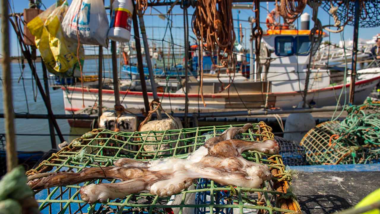 Projeto Carefish/catch quer reduzir o sofrimento na pesca com armadilhas e covos