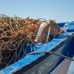 Projeto Carefish/catch quer reduzir o sofrimento na pesca com armadilhas e covos