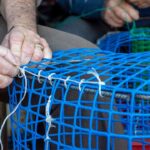 Projeto Carefish/catch quer reduzir o sofrimento na pesca com armadilhas e covos