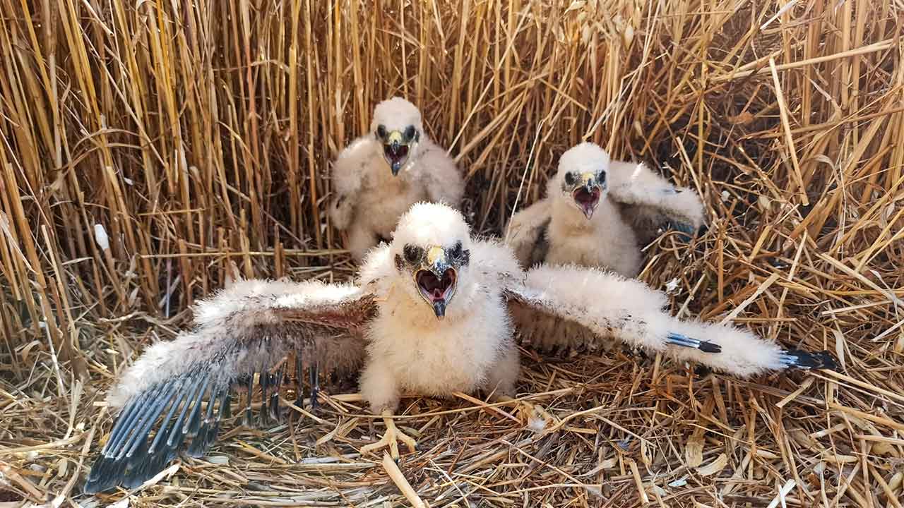 Projeto LIFE SOS Pygargus vai unir conservacionistas, cientistas e agricultores para salvar a águia-caçadeira (Circus pygargus) da extinção.