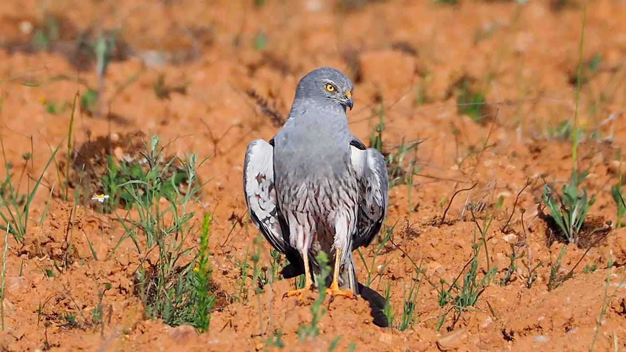 Projeto LIFE SOS Pygargus vai unir conservacionistas, cientistas e agricultores para salvar a águia-caçadeira (Circus pygargus) da extinção.